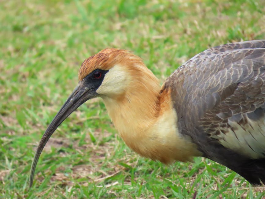 Lugares mais inusitados do Brasil - Alter do Chão