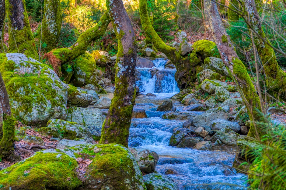 Canto dos Pássaros Hospedagem